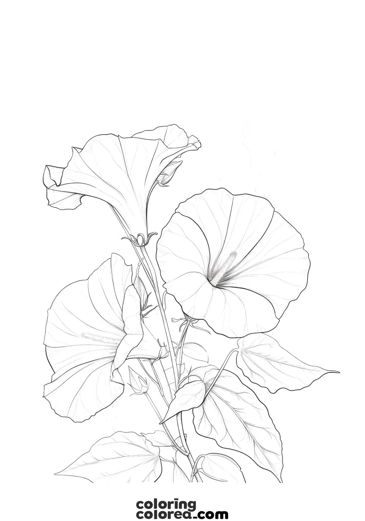 Dibujo para colorear gratis de una flor Gloria de la mañana (Morning Glory)