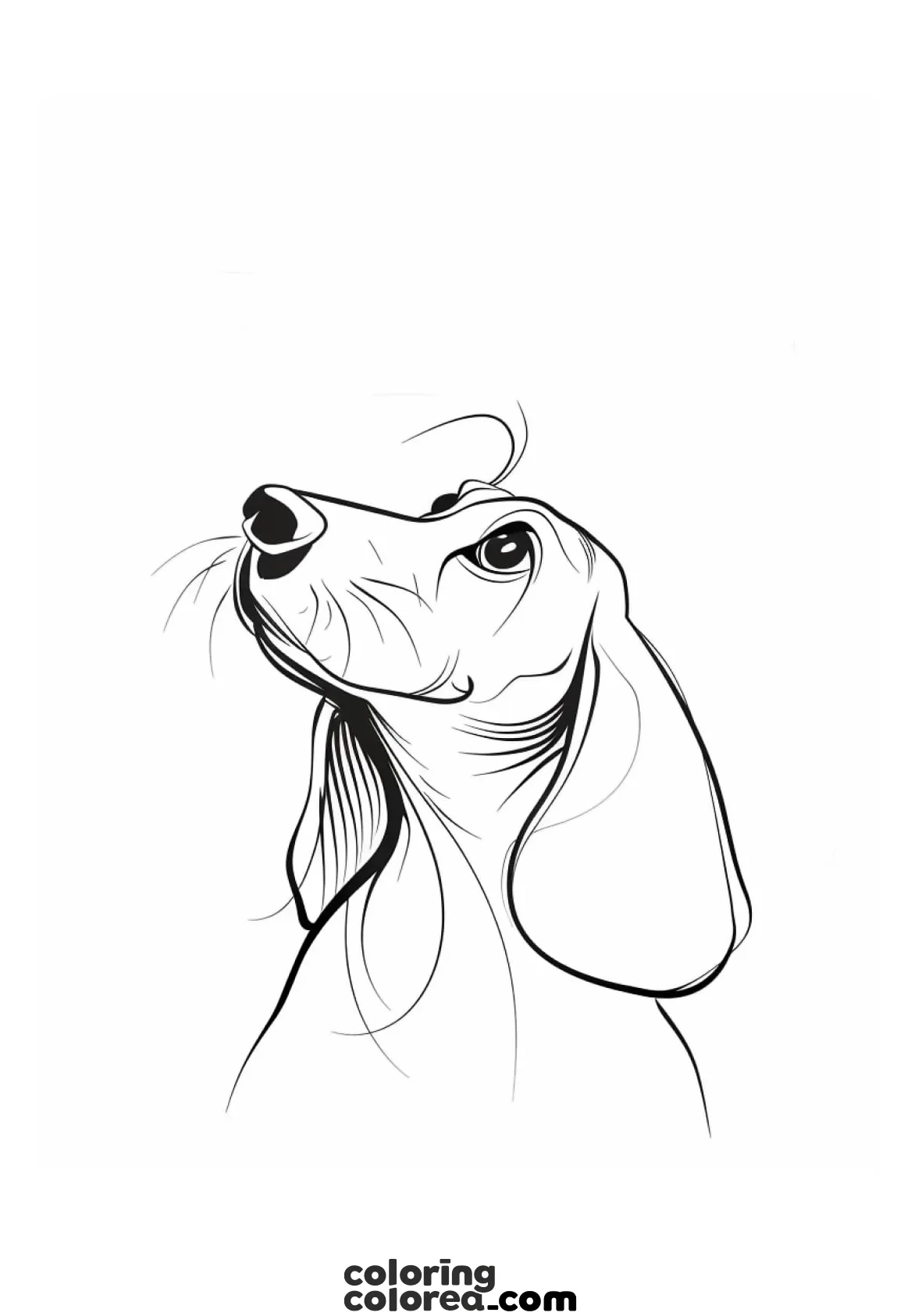 Free colouring drawing of a dachshund, Dachshund