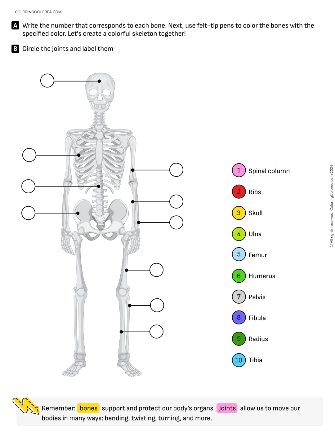 Knowledge of the Environment worksheet to learn about bones and joints. 6-8 years old