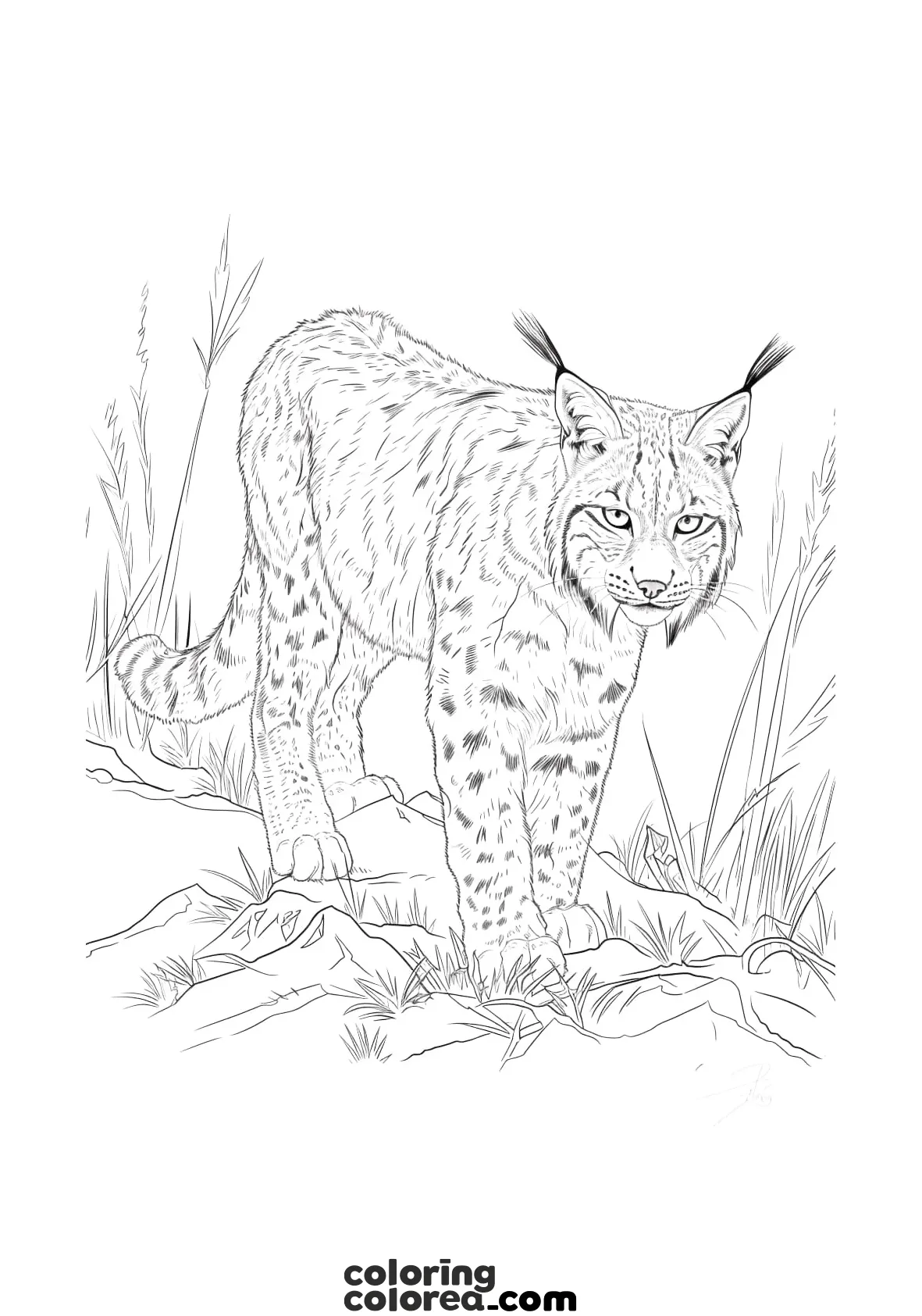 Colouring drawing of a lynx. Animals in danger of extinction