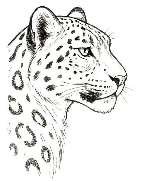 Colouring picture of a leopard in profile